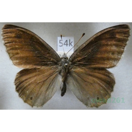 Hipparchia statilinus (Hufnagel, 1766) male Skalnik statilinus Slovakia54k